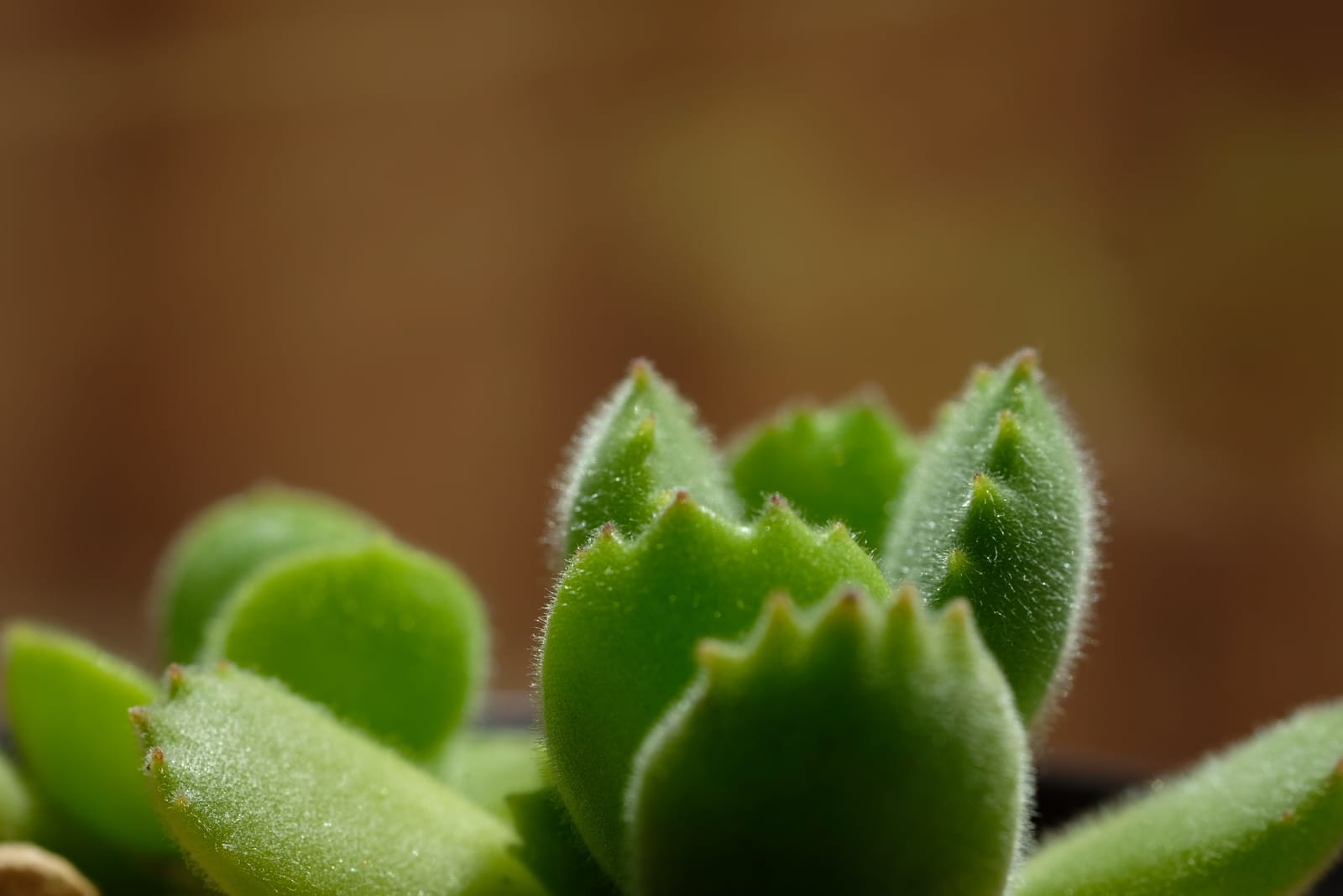 Fujifilm Fujinon XF60mmF2.4 R Macro customer photo 1