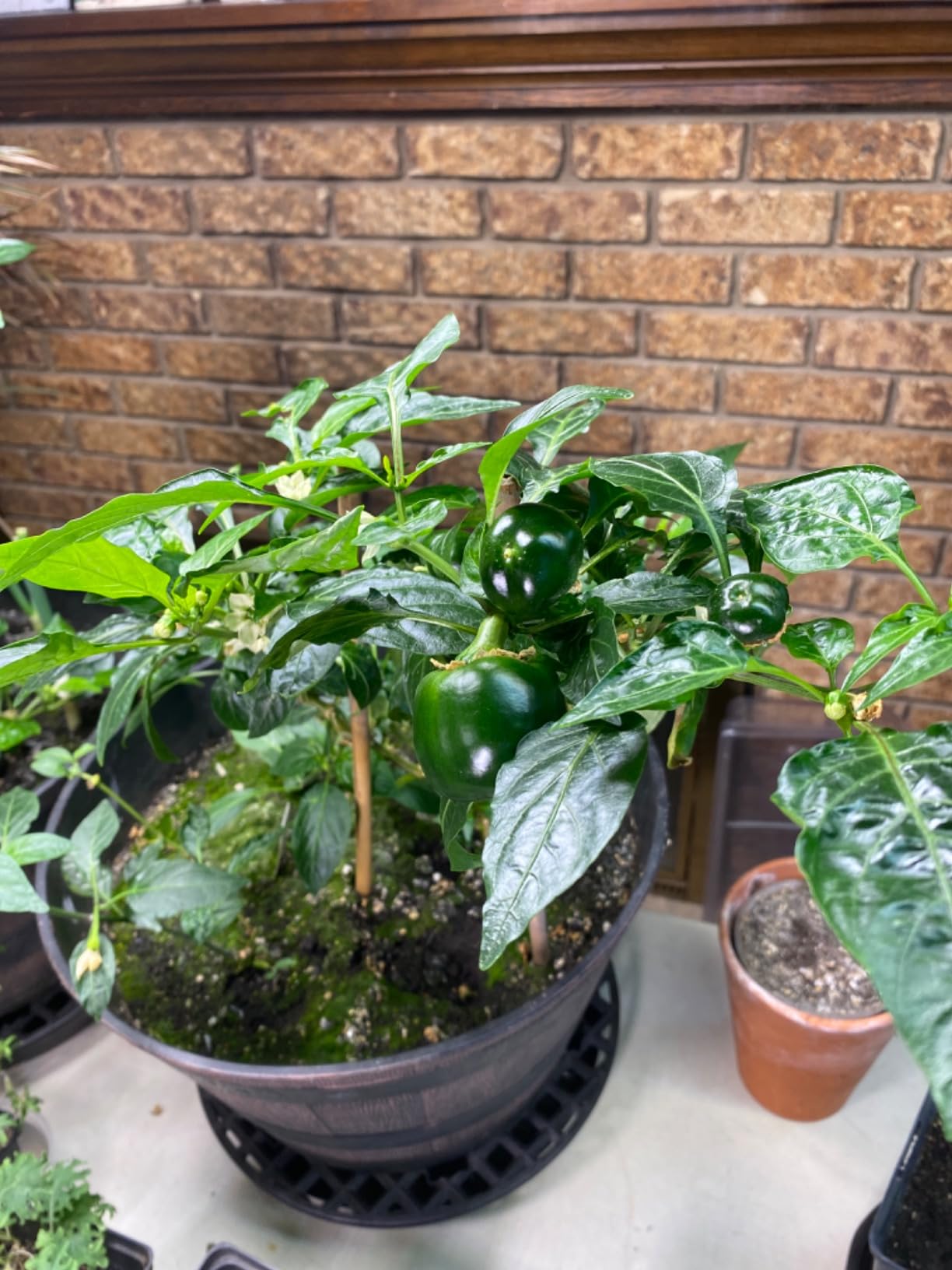 Botanicare Pure Blend Pro Grow, Nutrient, 3-2-4, 1 gal. customer photo 1