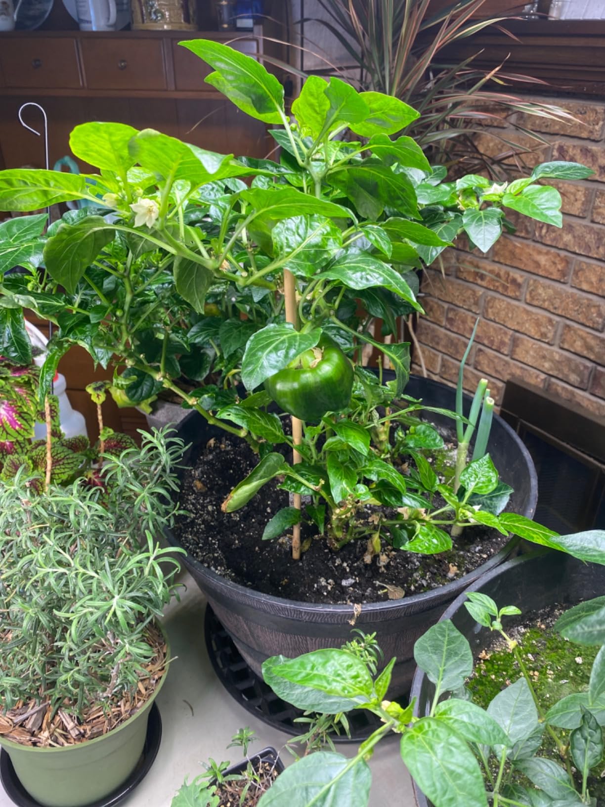 Botanicare Pure Blend Pro Grow, Nutrient, 3-2-4, 1 gal. customer photo 2