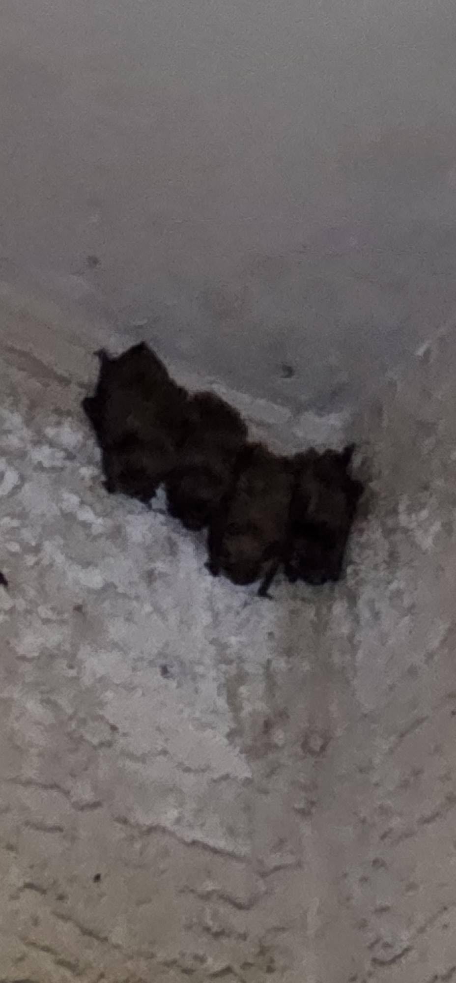 Cleanrth CB006 Advanced Ultrasonic Bat Repelling System customer photo 1