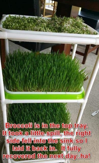 4 Layers Sprout Trays with Extra Strength Plastic Shelf Soil-Free Healthy Wheatgrass Seeds Grower & Storage Trays for Garden Home Office customer photo 1