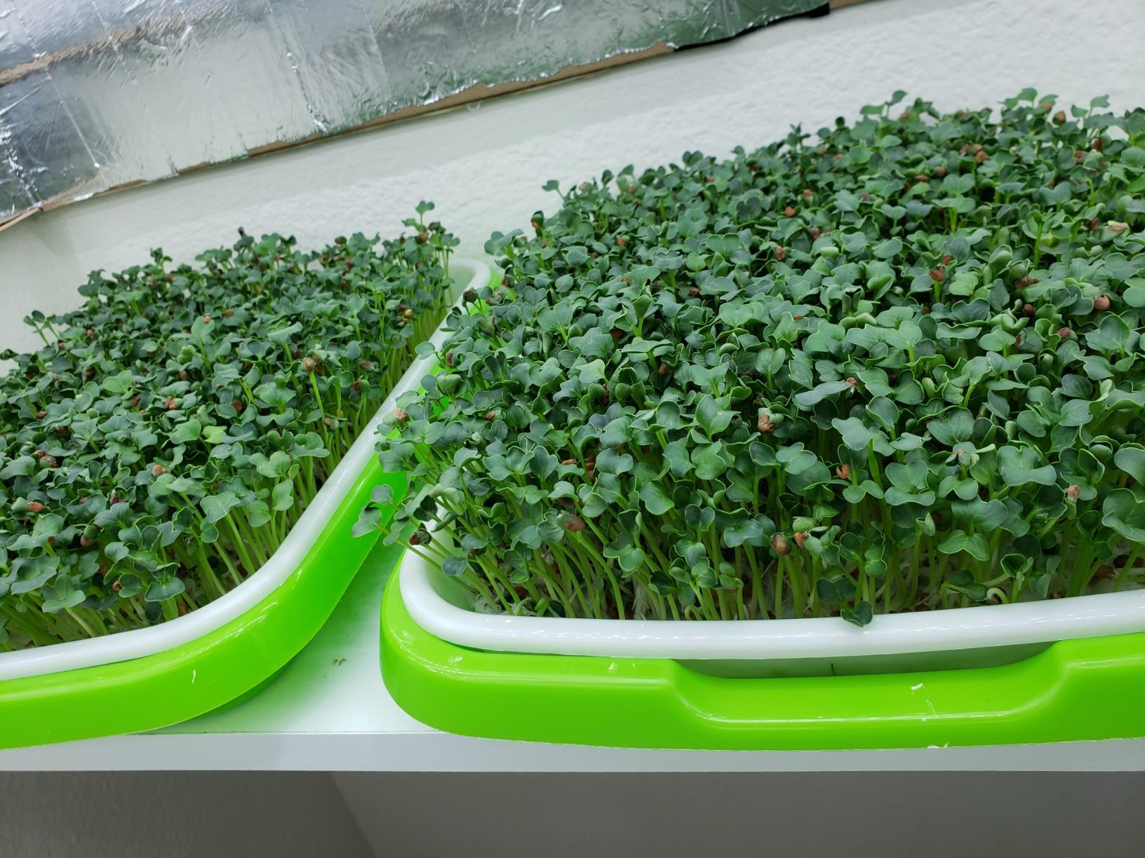 4 Layers Sprout Trays with Extra Strength Plastic Shelf Soil-Free Healthy Wheatgrass Seeds Grower & Storage Trays for Garden Home Office customer photo 2