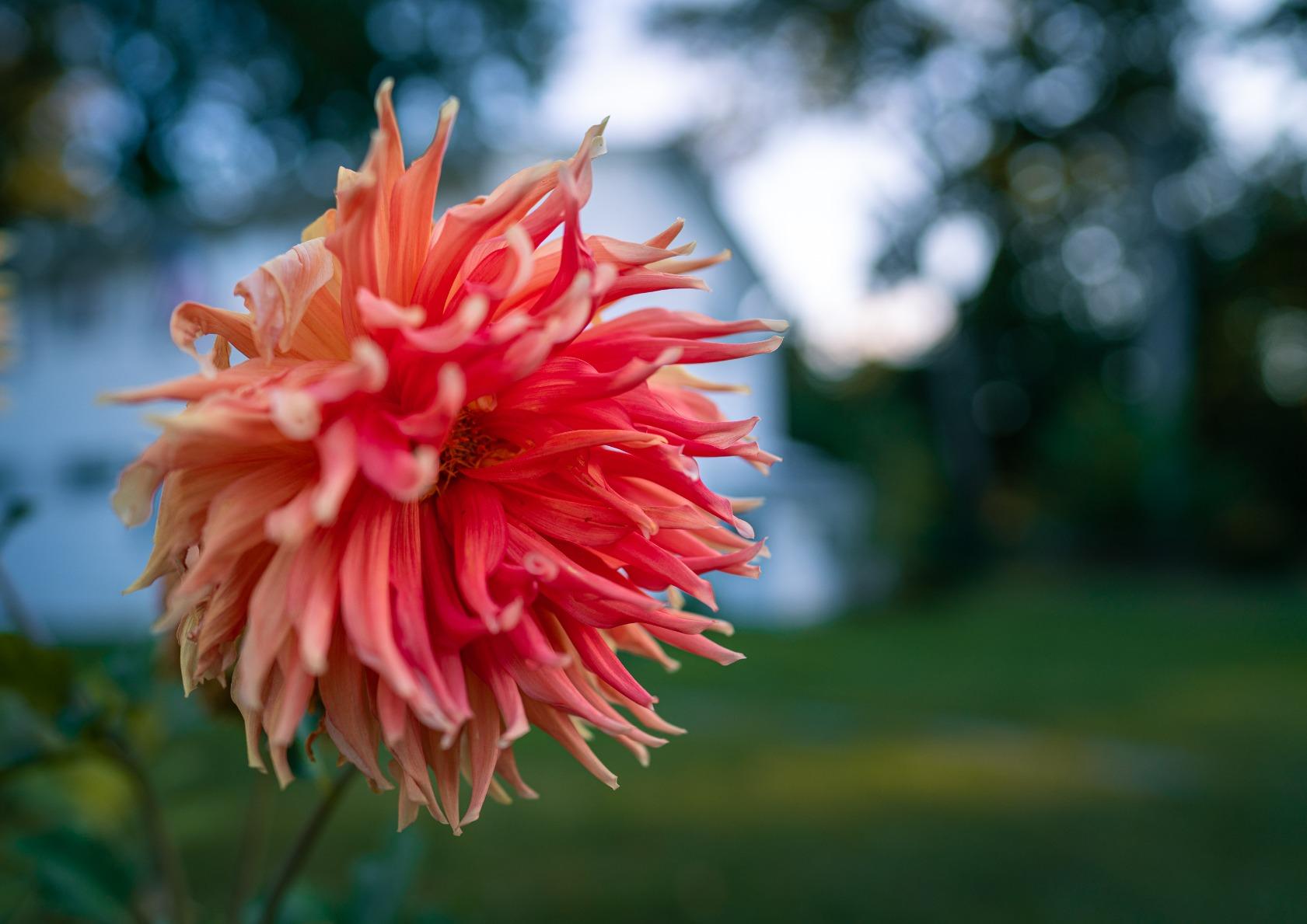 Sony FE 24mm F1.4 GM Full-Frame Wide Prime Lens customer photo 2