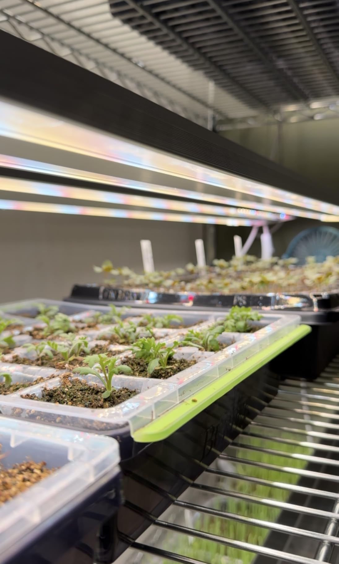 FREELICHT 1Pack 4FT Grow Light for Indoor Plants, 60W=350W, Full Spectrum customer photo 1