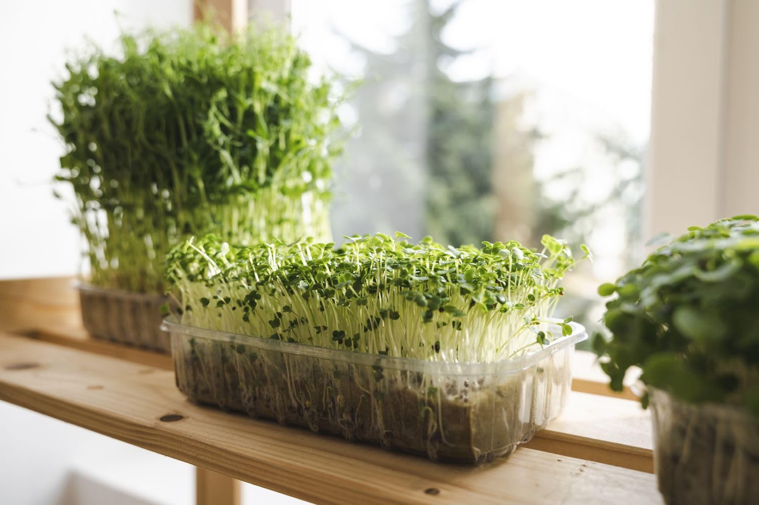 Back to the Roots DIY Microgreen Grow Kit, 6-Grow Variety Pack customer photo 2