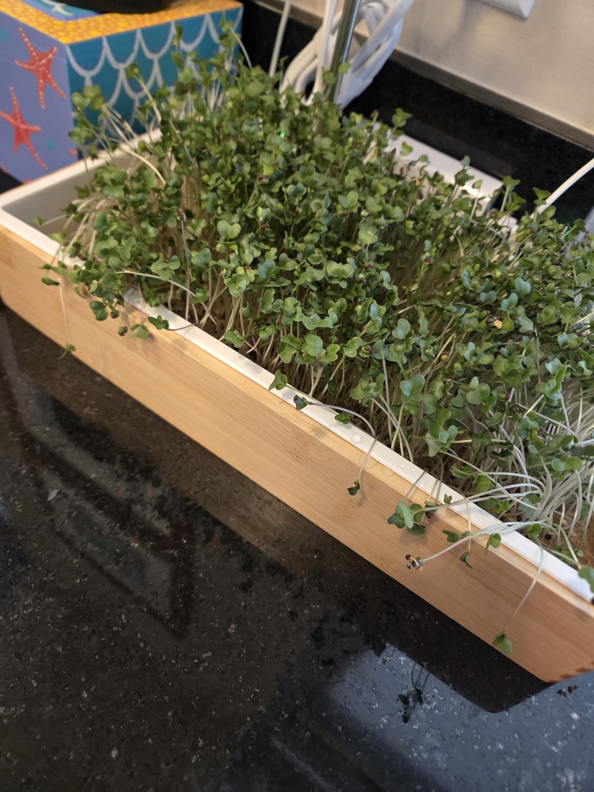 Microgreens Growing Kit - Self-Watering Tray with US Premium Seeds customer photo 1