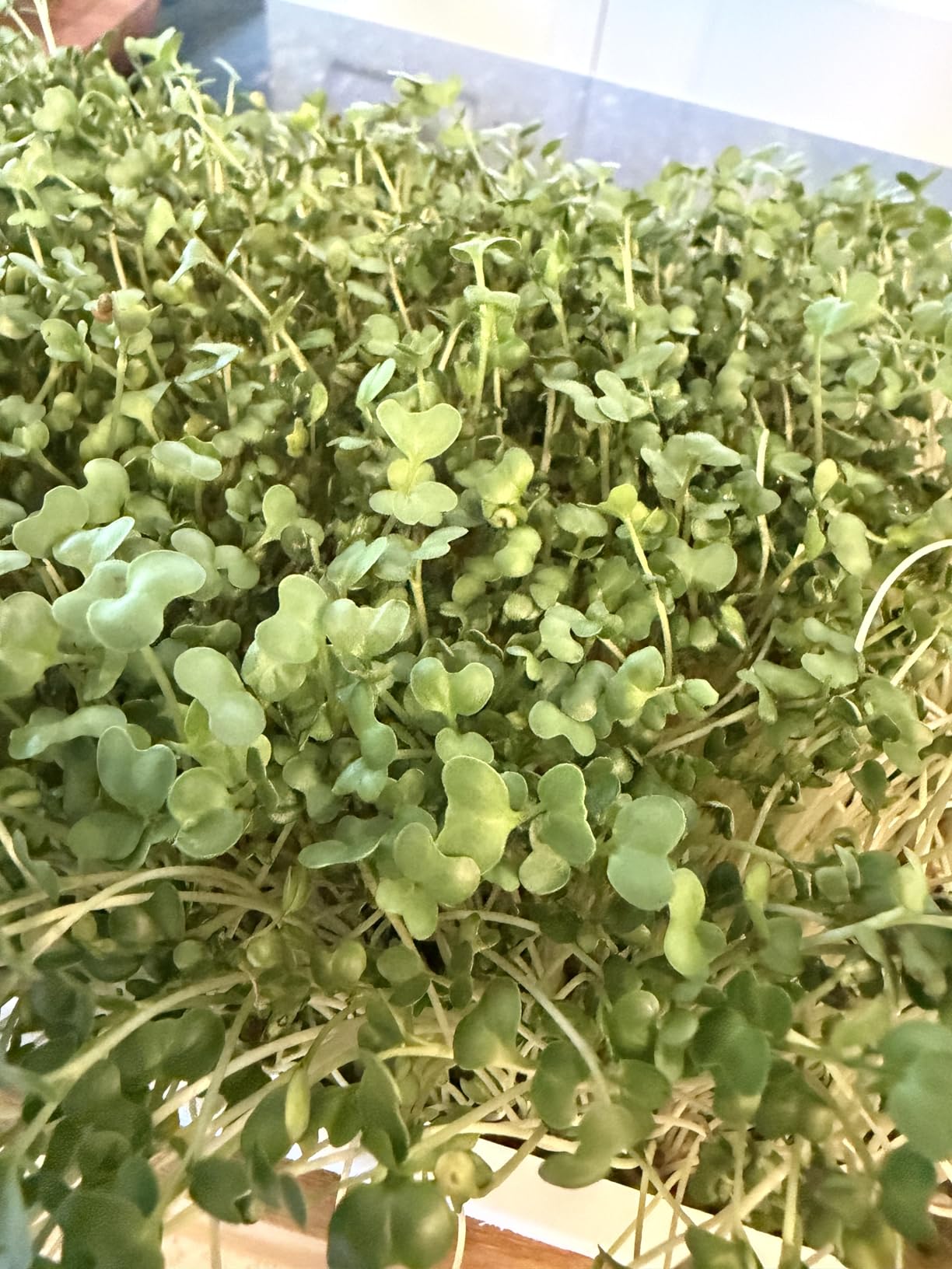 Microgreens Growing Kit - Self-Watering Tray with US Premium Seeds customer photo 2