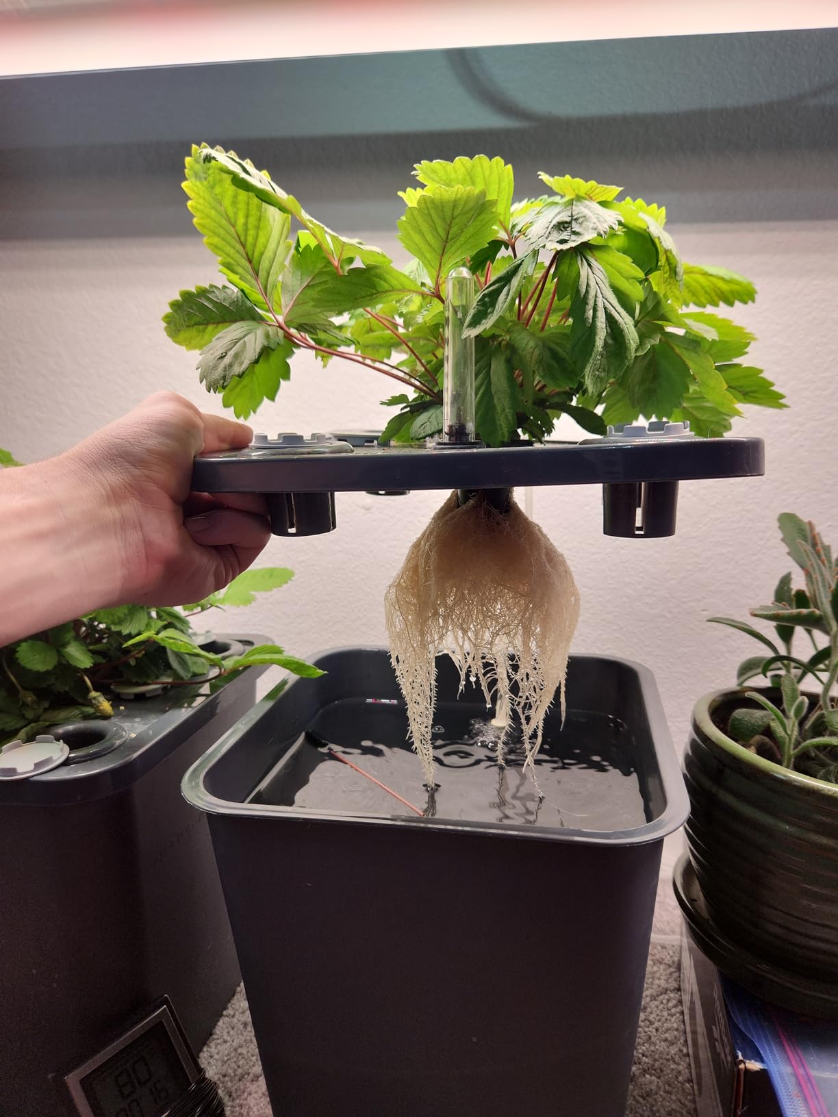 4 Hydroponic Buckets Kit for Plants, Hydroponics Growing System for Herbs/Tomato/Vegetables, DWC System with Air Pump & Germination Tray (Complete Indoor Hydroponic Gardening Supplies) customer photo 2