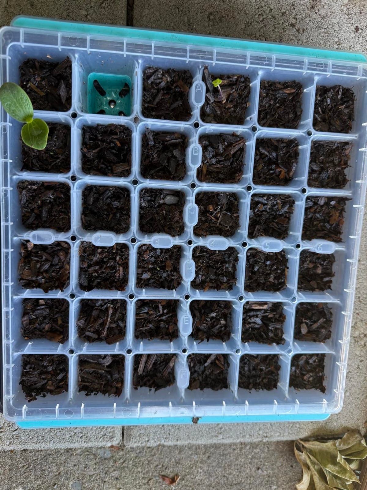 Burpee SuperSeed Windowsill Seed Starting Tray | 8 XL Cell | Seed Starter Tray | Reusable & Dishwasher Safe | Window Garden Starting Kit | Orange customer photo 1