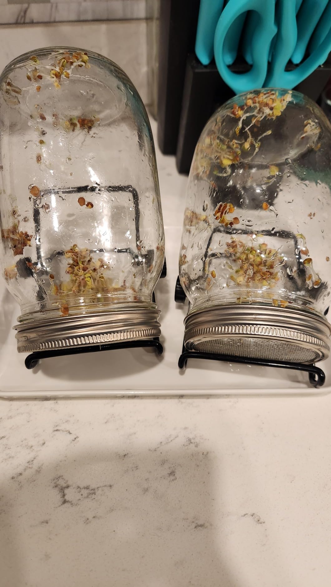 Kikerike Seed Sprouting Jar Kit with 2 Wide Mouth Mason Jars Bean Sprouts Growing Kit Microgreens Growing Jar with Mesh Screen Lids Sprouter Sprouts Maker for Growing Broccoli, Alfalfa, Mung Bean customer photo 2