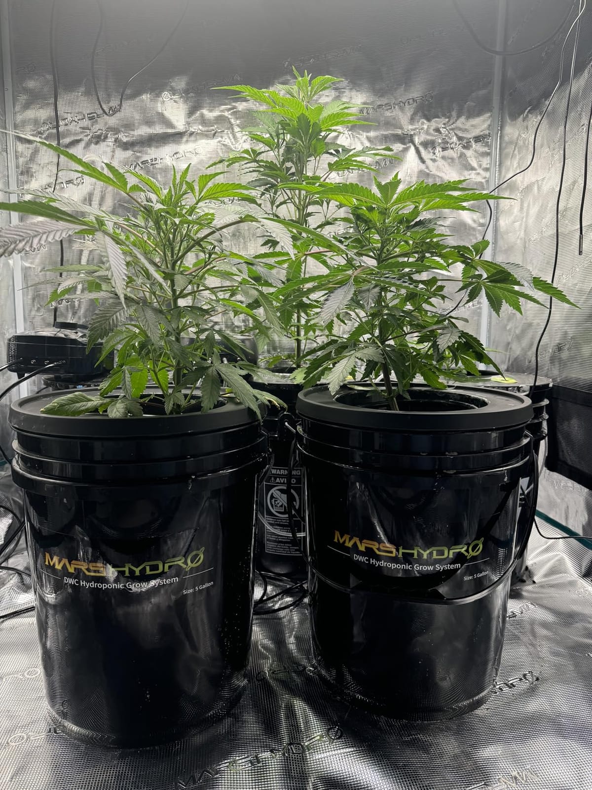 Mars Hydro DWC Hydroponics Grow System 5 Gallon Deep Water Culture with 8W Air Pump, Multi-Purpose Air Hose, Air Stone, 2 Buckets and Top Drip Kit customer photo 1