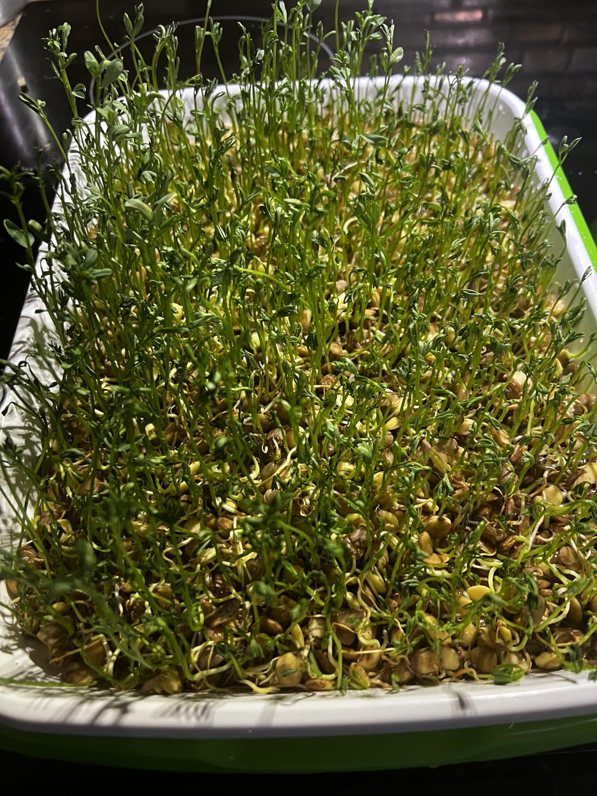 Legigo 10 Pack Seed Sprouter Trays, Microgreens Growing Trays Kit customer photo 1