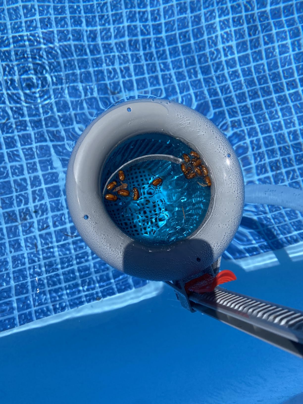 U.S. Pool Supply Pool Skimmer - Above Ground Pool Floating Surface Skimmer customer photo 2