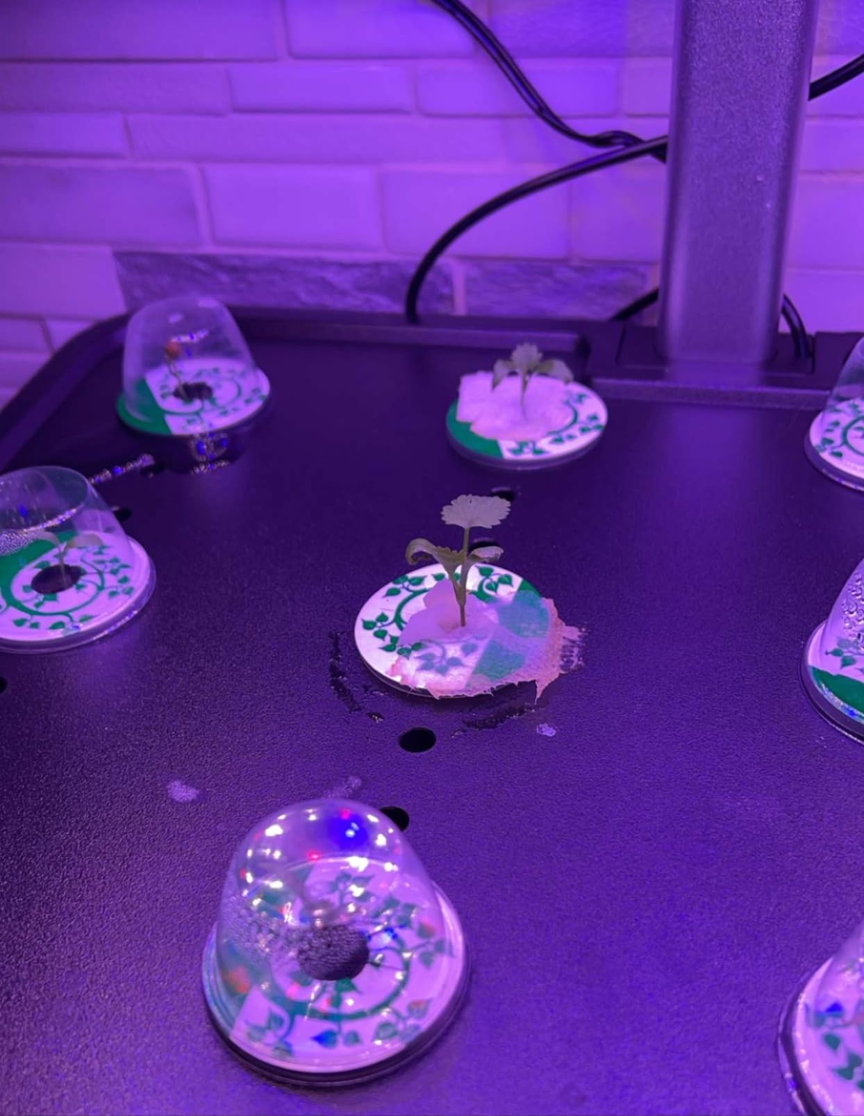 iDOO Indoor Garden Hydroponics Growing System for Growing Plants & Lettuce customer photo 2