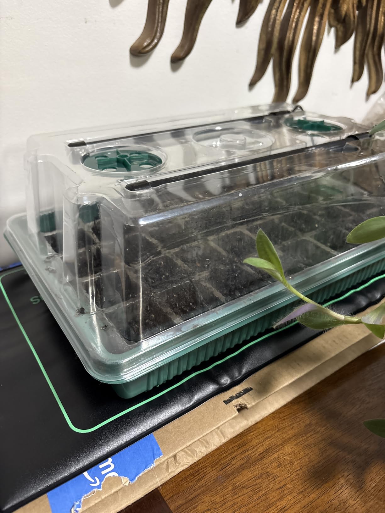 Seed Starter Kit with Grow Lights & Heat Mat – 40-Cell Seed Starter Tray, Humidity Dome, Soil Moisture Meter & Sticky Gnat Traps – Indoor Greenhouse & Plant Propagation Station customer photo 2