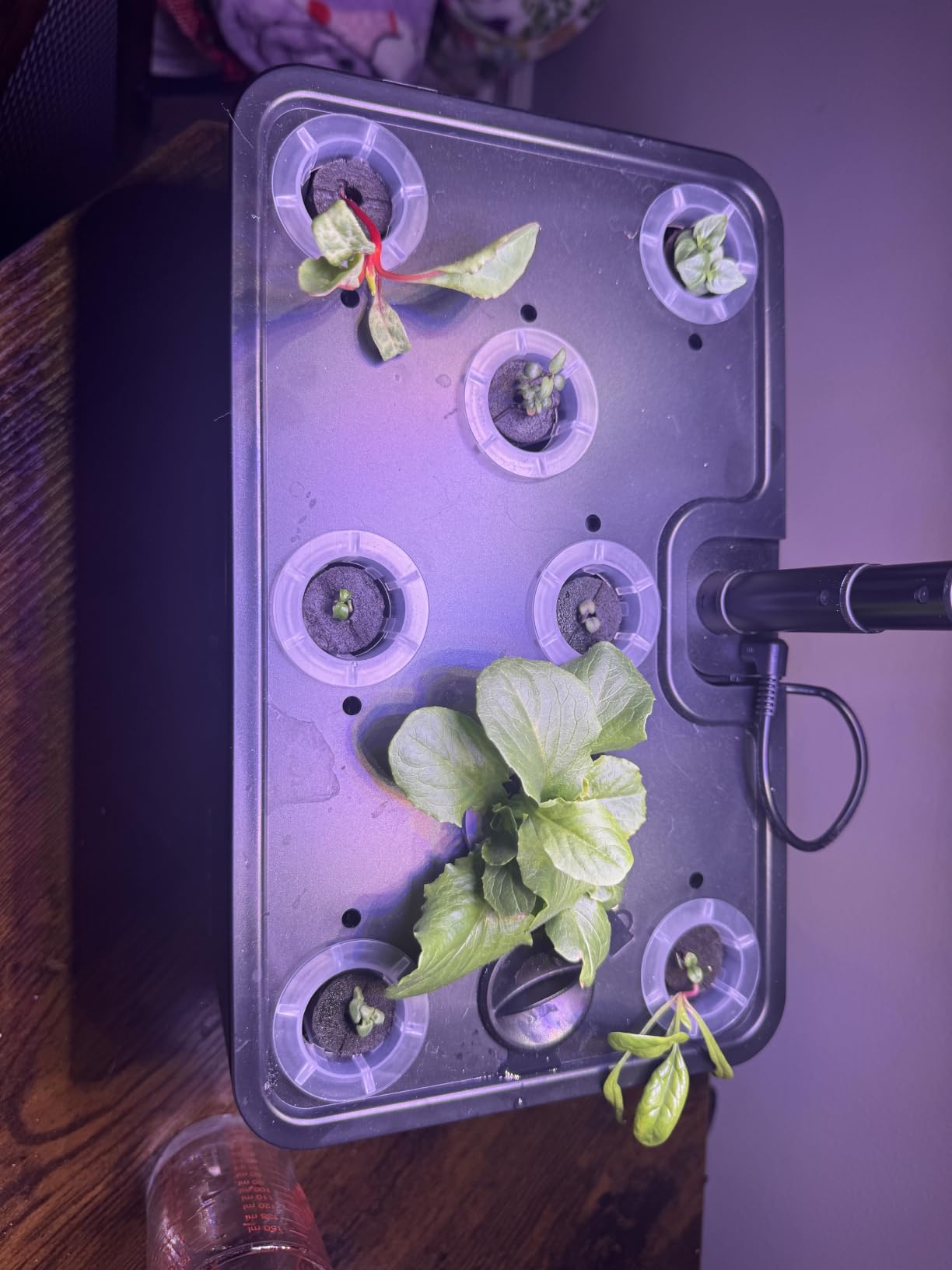 URUQ 8 Pods Hydroponics Growing System with LED Grow Light - White customer photo 1