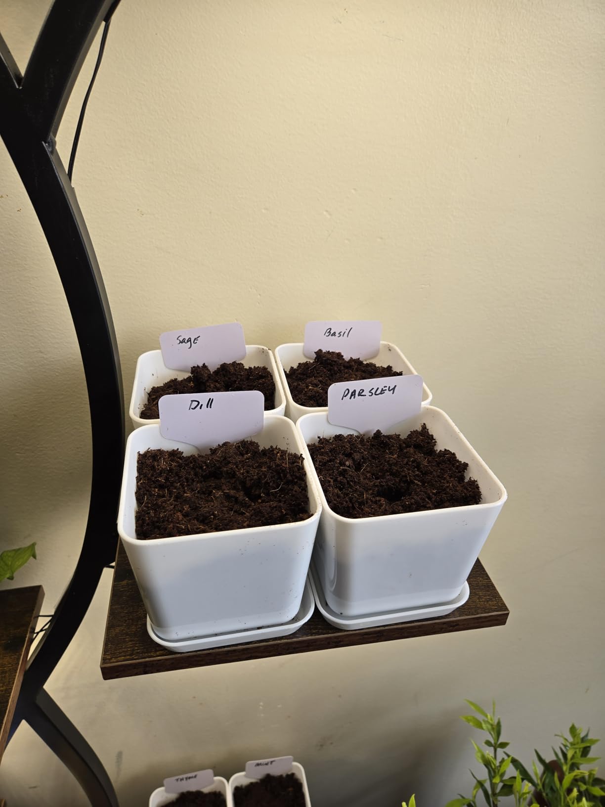 Indoor Herb Garden Kit – 10 Non-GMO Herb Seeds with Soil, Pots & Moisture Meter – Easy Windowsill Gardening Starter Set – Unique Gift for Gardeners, Home Chefs & Families customer photo 1