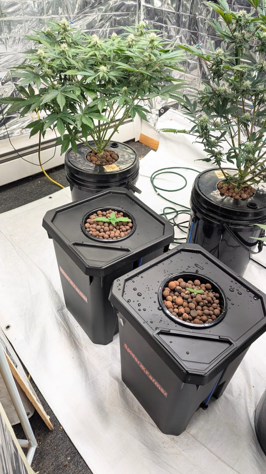 Spider Farmer DWC Hydroponics Growing System Kit 2 Buckets for Indoor Plant customer photo 1