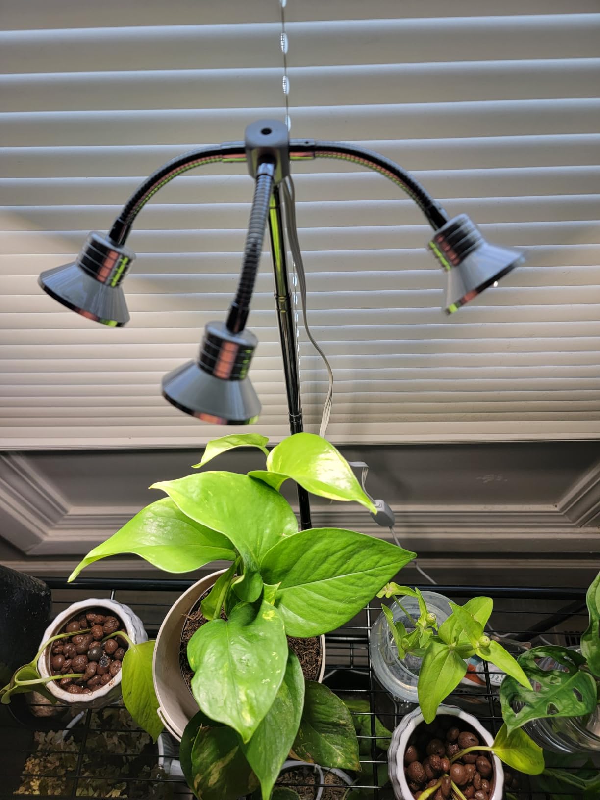 Full Spectrum Grow Lights for Indoor Plants 15-62 Inches Height Adjustable Aluminum Alloy Plant Growing Lamps with Detachable Tripod Stand, Auto On/Off Timer (Full Spectrum, Three Heads) customer photo 2