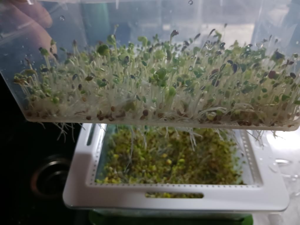 ZESTIGREENS Microgreens Growing Trays & 4-Tier Seed Sprouter Kit with Spout customer photo 1